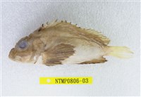 藏品(單指虎鮋)的圖片